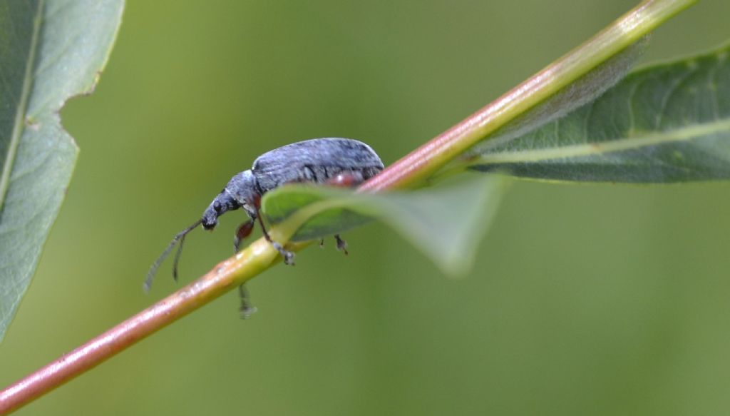 Phyllobius (Metaphyllobius) glaucus - Curculionidae
